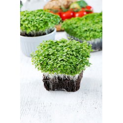 Microgreens – Kapusta mizuna - młode listki o unikalnym smaku - 1000 nasion