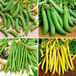 Nasiona fasoli i grochu - zestaw 4 odmian
