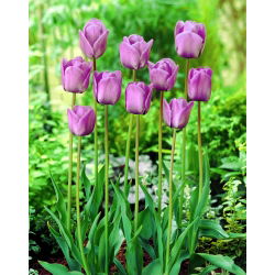 Tulipan Blue Aimable - GIGA paczka! - 250 szt.