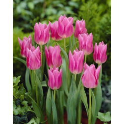 Tulipan China Pink - GIGA paczka! - 250 szt.