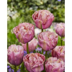 Tulipan Double Peony - pełny - GIGA paczka! - 250 szt.