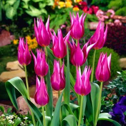 Tulipan Maytime - GIGA paczka! - 250 szt.