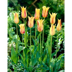 Tulipan Mona Lisa - GIGA paczka! - 250 szt.