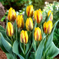 Tulipan Ravana - GIGA paczka! - 250 szt.