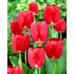 Tulipan Spring Song - GIGA paczka! - 250 szt.