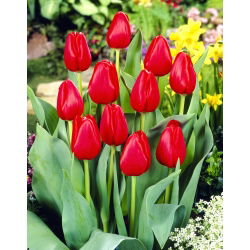 Tulipan Hollandia - GIGA paczka! - 250 szt.