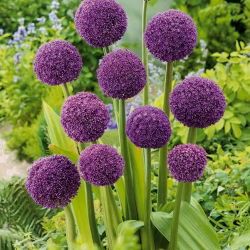 Czosnek ozdobny Ambassador - duża paczka! - 10 szt.