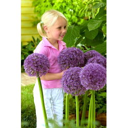 Czosnek ozdobny Round 'n Purple - GIGA paczka! - 50 szt.