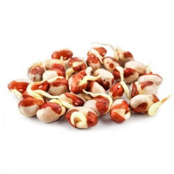 Nasiona na kiełki - Fasola Adzuki - 250 gram
