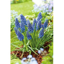 Szafirek Artist - GIGA paczka! - 500 szt.