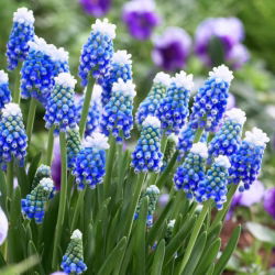 Szafirek Auchera - Muscari Mount Hood - GIGA paczka! - 250 szt.