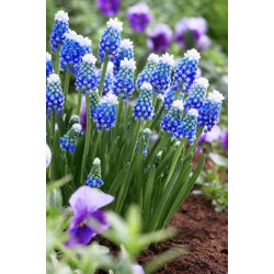 Szafirek Auchera - Muscari Mount Hood - GIGA paczka! - 250 szt.
