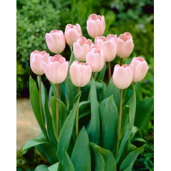 Tulipan Douglas Baader - GIGA paczka! - 250 szt.