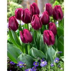 Tulipan Recreado - GIGA paczka! - 250 szt.