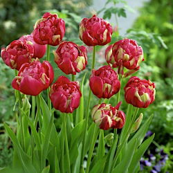 Tulipan lodowy - Renown Unique - GIGA paczka! - 250 szt.