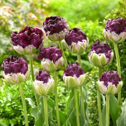 Tulipan Wow - GIGA paczka! - 250 szt.