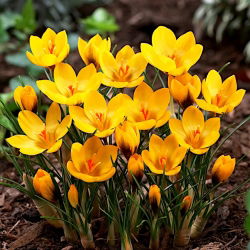 Krokus Goldilocks - duża paczka! - 100 szt.