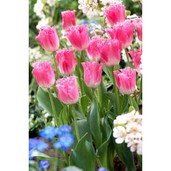 Tulipan Fancy Frills - duża paczka! - 50 szt.