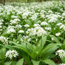 Czosnek niedźwiedzi - aromatyczne zioło! - 5 cebulek