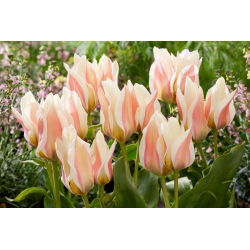 Tulipan Serano - 5 szt.