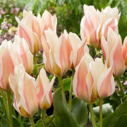 Tulipan Serano - duża paczka! - 50 szt.