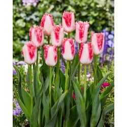 Tulipan Sweet Simone - 5 szt.