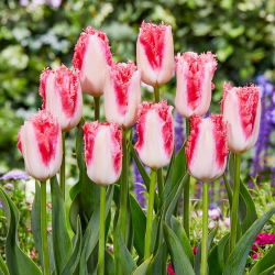 Tulipan Sweet Simone - duża paczka! - 50 szt.