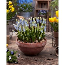 Szafirek Julia - 10 szt.