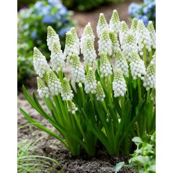 Szafirek White Pearl - GIGA paczka! - 250 szt.