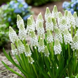 Szafirek White Pearl - 5 szt.