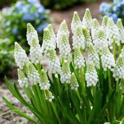 Szafirek White Pearl - GIGA paczka! - 250 szt.