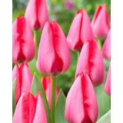 Tulipan Trick - 5 szt.