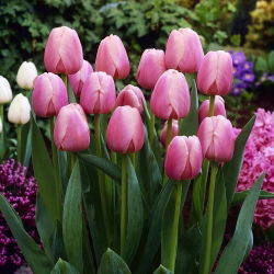 Tulipan Ollioules - duża paczka! - 50 szt.