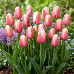 Tulipan Ollioules - duża paczka! - 50 szt.