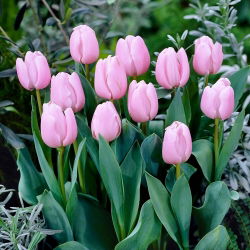 Tulipan jasnoróżowy - Light Pink - 5 szt.