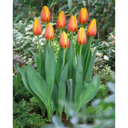 Tulipan World Peace - duża paczka! - 50 szt.