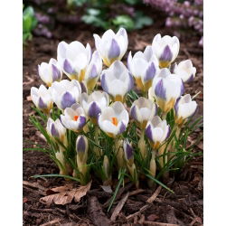Krokus Blue Bird - duża paczka! - 100 szt.