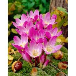 Zimowit - Colchicum speciosum - GIGA paczka! - 50 szt.