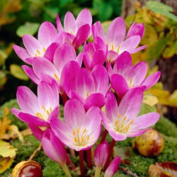 Zimowit - Colchicum speciosum - GIGA paczka! - 50 szt.