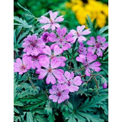 Bodziszek bulwiasty - Geranium tuberosum - GIGA paczka! - 250 szt.