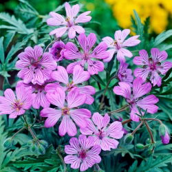 Bodziszek bulwiasty - Geranium tuberosum - GIGA paczka! - 250 szt.