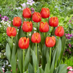 Tulipan Esta Bonita - 5 szt.