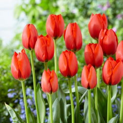 Tulipan Worlds Fire - GIGA paczka! - 250 szt.