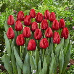 Tulipan Seadov - duża paczka! - 50 szt.