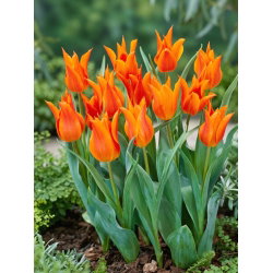 Tulipan liliokształtny pomarańczowy - Lilyflowering orange - duża paczka! - 50 szt.