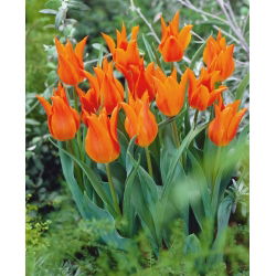Tulipan liliokształtny pomarańczowy - Lilyflowering orange - 5 szt.