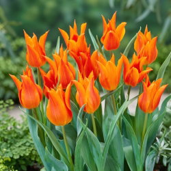 Tulipan liliokształtny pomarańczowy - Lilyflowering orange - GIGA paczka! - 250 szt.