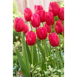 Tulipan Burgundy Lace - 5 szt.