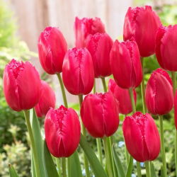 Tulipan Burgundy Lace - GIGA paczka! - 250 szt.