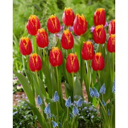 Tulipan Fabio - 5 szt.